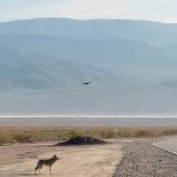 Coyote on deserted highway